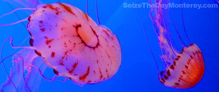 The Jellyfish at the Montery Aquarium are a site to behold!