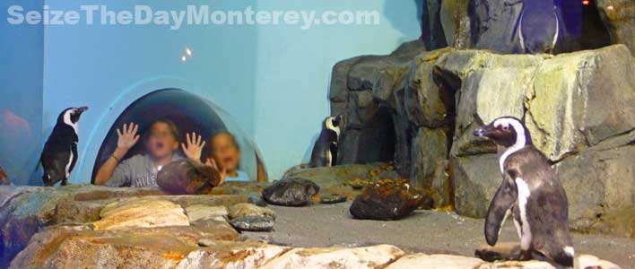 The Penguin Exhibit at the Monterey Aquarium is favorite among kids!