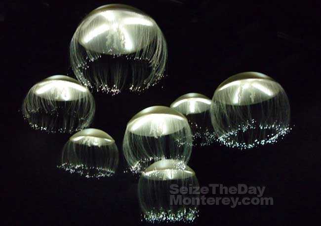 A Monterey Bay Aquarium Coupon will save you money while you're enjoying the Jellyfish Exhibit!
