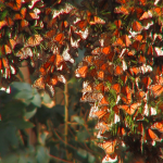 monarch cluster frame